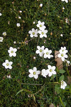 Arenaria balearica \ Balearen-Sandkraut / Corsican Sandwort, Mallorca/Majorca Sa Calobra 27.4.2011