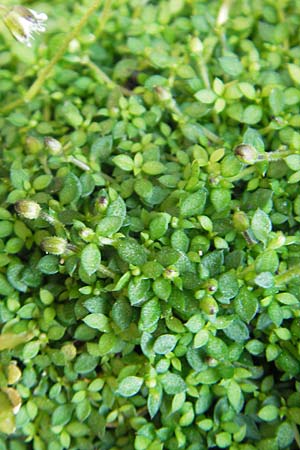 Arenaria balearica \ Balearen-Sandkraut / Corsican Sandwort, Mallorca/Majorca Sa Calobra 27.4.2011