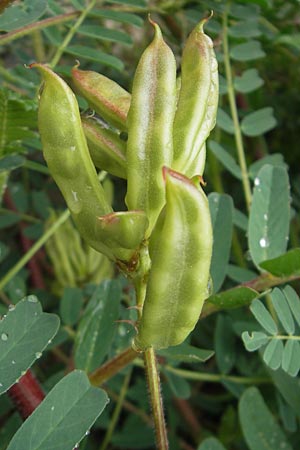 Astragalus boeticus \ Spanischer Tragant, Kaffee-Wicke / Swedish Coffee, Mallorca/Majorca Soller Botan. Gar.  4.4.2012