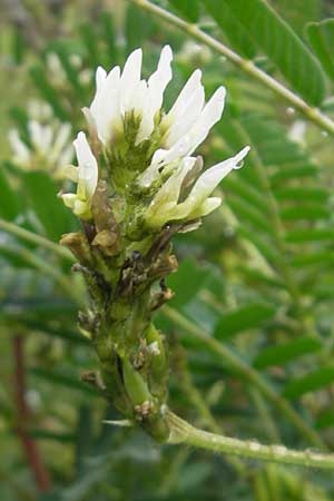 Astragalus boeticus \ Spanischer Tragant, Kaffee-Wicke / Swedish Coffee, Mallorca/Majorca Soller Botan. Gar.  4.4.2012