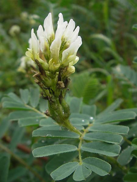 Astragalus boeticus \ Spanischer Tragant, Kaffee-Wicke / Swedish Coffee, Mallorca/Majorca Soller Botan. Gar.  4.4.2012