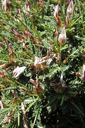 Astragalus balearicus \ Balearen-Tragant / Balearic Milk-Vetch, Mallorca/Majorca Pollensa 11.4.2012
