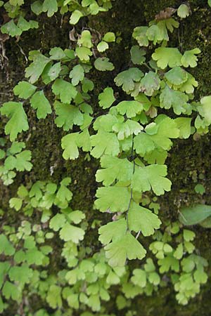 Adiantum capillus-veneris \ Venushaar, Echter Frauenhaar-Farn / Maidenhair Fern, Mallorca/Majorca Torrent de Pareis 27.4.2011