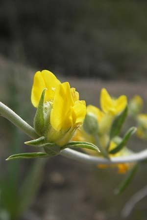 Anthyllis cytisoides \ Ruten-Wundklee / Broom-Like Kidney Vetch, Mallorca/Majorca Magaluf 6.4.2012
