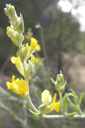 Anthyllis cytisoides \ Ruten-Wundklee / Broom-Like Kidney Vetch, Mallorca/Majorca Magaluf 6.4.2012