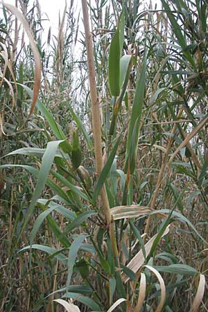 Arundo donax \ Pfahlrohr, Spanisches Rohr / Giant Reed, Mallorca/Majorca Banyalbufar 12.4.2012