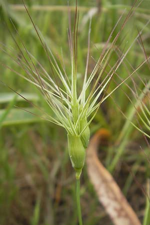 Aegilops geniculata \ Geknieter Walch, Eifrmiger Walch / Bent Goatgrass, Mallorca/Majorca Andratx 22.4.2011