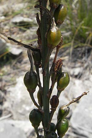 Asphodelus ramosus \ �stiger Affodill / Branched Asphodel, Mallorca/Majorca Betlem 28.4.2011