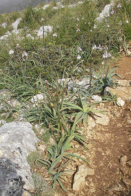 Asphodelus ramosus \ �stiger Affodill / Branched Asphodel, Mallorca/Majorca Andratx 26.4.2011