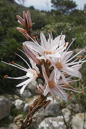Asphodelus ramosus \ �stiger Affodill / Branched Asphodel, Mallorca/Majorca Andratx 26.4.2011