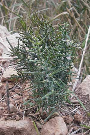 Asparagus horridus \ Stechender Spargel / Grey Asparagus, Mallorca/Majorca Banyalbufar 12.4.2012