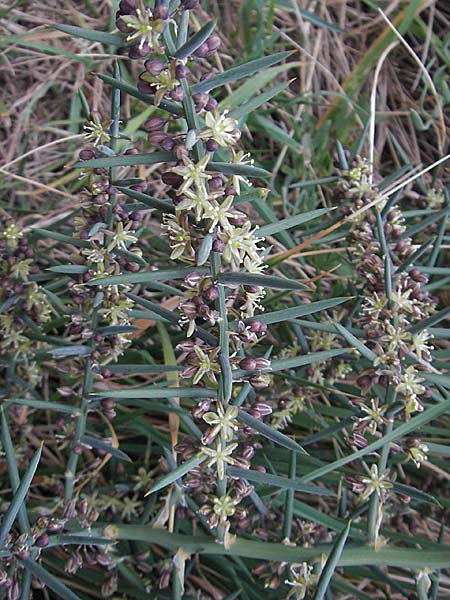Asparagus horridus \ Stechender Spargel / Grey Asparagus, Mallorca/Majorca Banyalbufar 12.4.2012