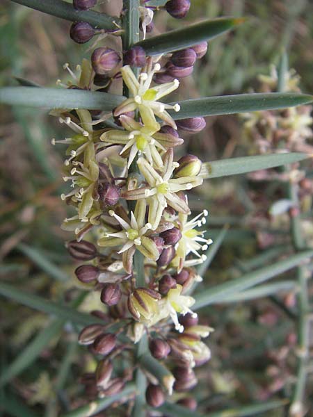 Asparagus horridus \ Stechender Spargel / Grey Asparagus, Mallorca/Majorca Banyalbufar 12.4.2012
