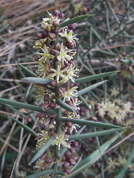 Asparagus horridus \ Stechender Spargel / Grey Asparagus, Mallorca/Majorca Banyalbufar 12.4.2012