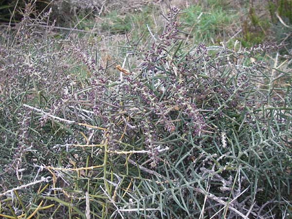 Asparagus horridus \ Stechender Spargel / Grey Asparagus, Mallorca/Majorca Banyalbufar 12.4.2012