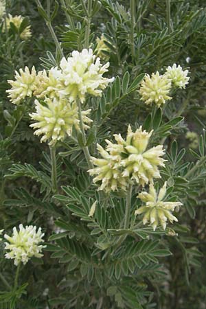 Anthyllis barba-jovis \ Jupiterbart-Wundklee, Mallorca Soller Botan. Gar. 23.4.2011