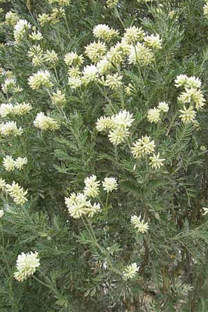 Anthyllis barba-jovis \ Jupiterbart-Wundklee, Mallorca Soller Botan. Gar. 23.4.2011