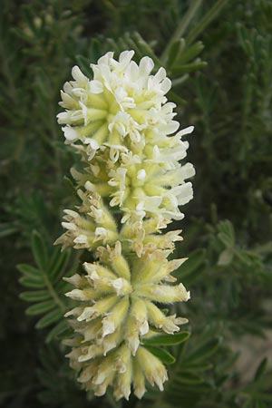 Anthyllis barba-jovis \ Jupiterbart-Wundklee, Mallorca Soller Botan. Gar. 23.4.2011