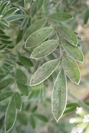 Anthyllis barba-jovis \ Jupiterbart-Wundklee, Mallorca Soller Botan. Gar. 23.4.2011