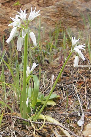 Allium triquetrum \ Gl&ouml;ckchen-Lauch / Three-cornered Garlic, Mallorca/Majorca Banyalbufar 23.4.2011