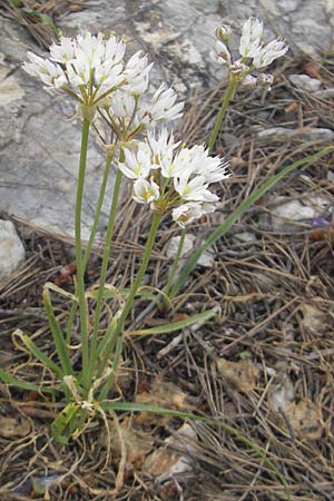 Allium subvillosum \ Wenigbehaarter Lauch, Zottiger Lauch / Western Mediterranean Garlic, Mallorca/Majorca Sant Elm 29.4.2011
