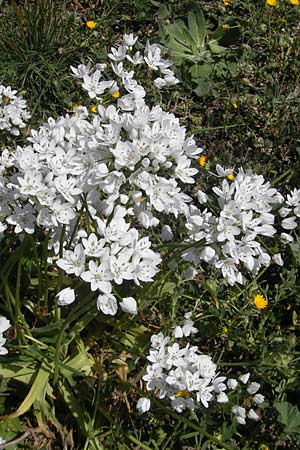 Allium subhirsutum \ Wimperbl&auml;ttriger Lauch / Hairy Garlic, Mallorca/Majorca Llucmajor 8.4.2012