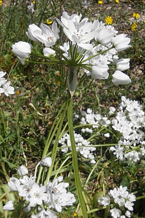 Allium subhirsutum \ Wimperbl&auml;ttriger Lauch / Hairy Garlic, Mallorca/Majorca Llucmajor 8.4.2012