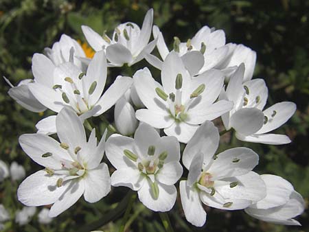 Allium subhirsutum \ Wimperbl&auml;ttriger Lauch / Hairy Garlic, Mallorca/Majorca Llucmajor 8.4.2012