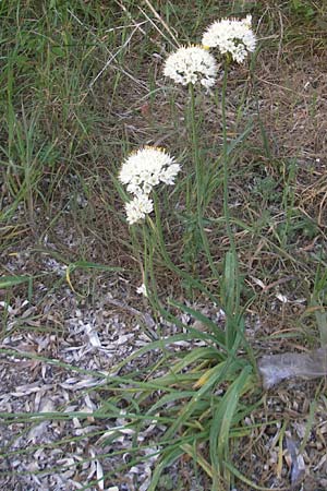 Allium subvillosum \ Wenigbehaarter Lauch, Zottiger Lauch / Western Mediterranean Garlic, Mallorca/Majorca Cala Pi 8.4.2012