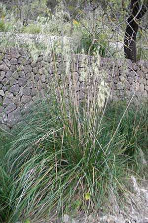 Ampelodesmos mauritanica \ Felsschilf, Diss / Mauritanian Grass, Mallorca/Majorca Andratx 22.4.2011