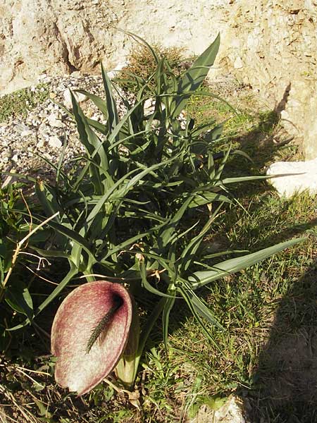 Dracunculus muscivorus \ Drachenmaul / Dead Horse Arum, Mallorca/Majorca Cap Formentor 10.4.2012