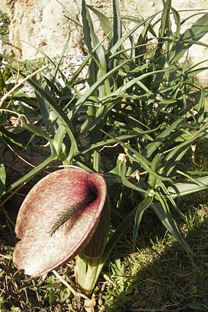 Dracunculus muscivorus \ Drachenmaul / Dead Horse Arum, Mallorca/Majorca Cap Formentor 10.4.2012