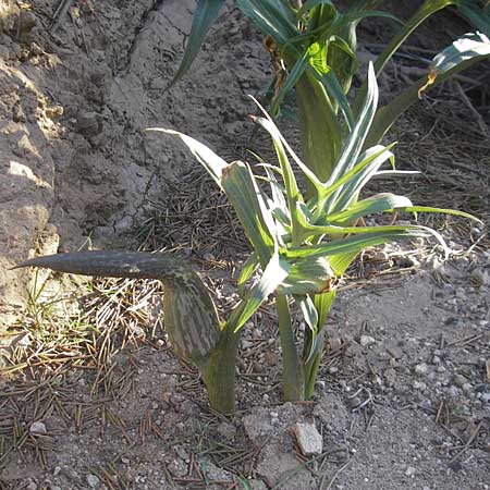 Dracunculus muscivorus \ Drachenmaul / Dead Horse Arum, Mallorca/Majorca Cap Formentor 10.4.2012