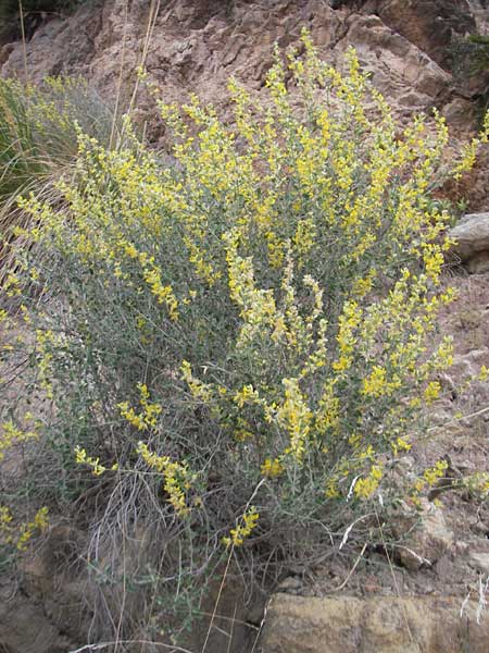 Anthyllis cytisoides \ Ruten-Wundklee / Broom-Like Kidney Vetch, Mallorca/Majorca Banyalbufar 23.4.2011