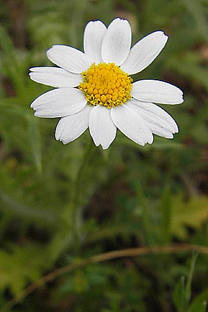 Anthemis arvensis ? \ Acker-Hundskamille / Corn Chamomile, Mallorca/Majorca Andratx 26.4.2011