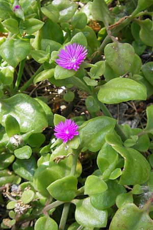 Mesembryanthemum cordifolium \ Herzbl&auml;ttrige Aptenie, Ausdauerndes Eiskraut / Heartleaf Iceplant, Mallorca/Majorca Magaluf 1.5.2011