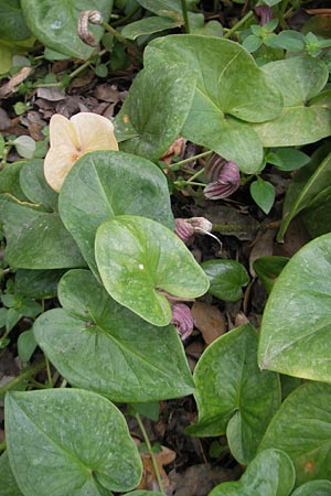 Arisarum vulgare \ Krummstab / Friar's Cowl, Mallorca/Majorca Lluc 24.4.2011