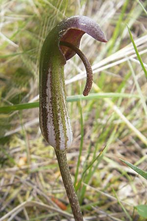 Arisarum vulgare \ Krummstab / Friar's Cowl, Mallorca/Majorca Andratx 3.4.2012
