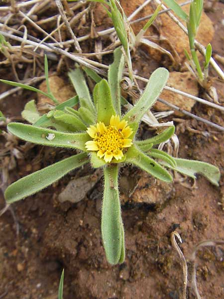 Asteriscus aquaticus \ Einjhriger Strandstern, Gewhnliches Sternauge / Sweet-Scented Oxeye, Mallorca/Majorca S'Arenal 25.4.2011