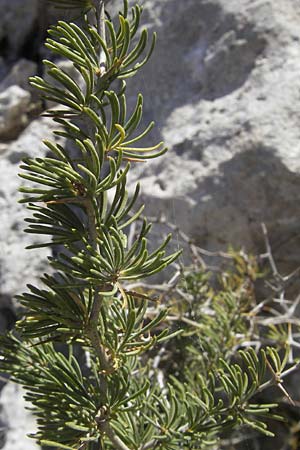 Asparagus albus \ Wei&szlig;st&auml;ngeliger Spargel / White Asparagus, Mallorca/Majorca Cala Pi 8.4.2012