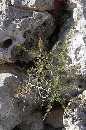 Asparagus albus \ Wei&szlig;st&auml;ngeliger Spargel / White Asparagus, Mallorca/Majorca Cala Pi 8.4.2012