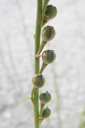 Asphodelus fistulosus \ Rhriger Affodill / Hollow-Leaved Asphodel, Mallorca/Majorca Port de Andratx 9.4.2012