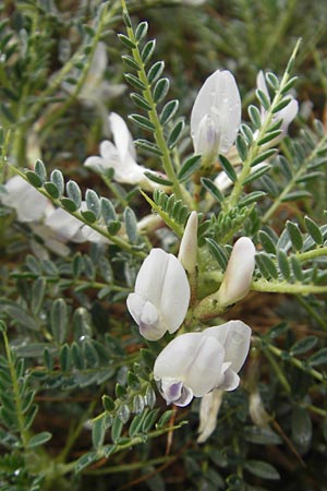 Astragalus massiliensis \ Marseille-Tragant / Marseille Milk-Vetch, Mallorca/Majorca Soller Botan. Gar.  4.4.2012