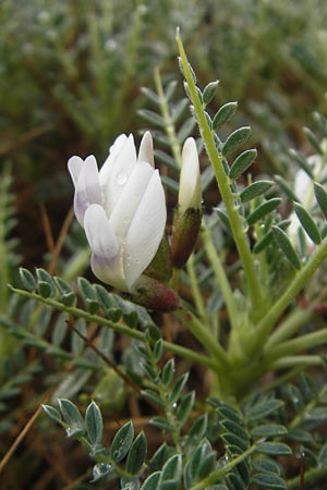 Astragalus massiliensis \ Marseille-Tragant / Marseille Milk-Vetch, Mallorca/Majorca Soller Botan. Gar.  4.4.2012