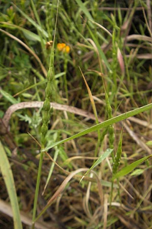 Aegilops ventricosa \ Bauchiger Walch, Bauchiges G&auml;nsefu&szlig;gras / Barbed Goatgrass, Mallorca/Majorca S'Arenal 25.4.2011