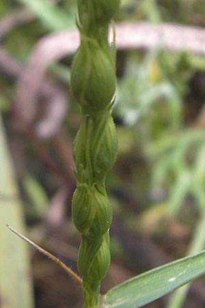 Aegilops ventricosa \ Bauchiger Walch, Bauchiges G&auml;nsefu&szlig;gras / Barbed Goatgrass, Mallorca/Majorca S'Arenal 25.4.2011