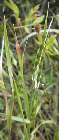 Aegilops ventricosa \ Bauchiger Walch, Bauchiges G&auml;nsefu&szlig;gras / Barbed Goatgrass, Mallorca/Majorca S'Arenal 25.4.2011