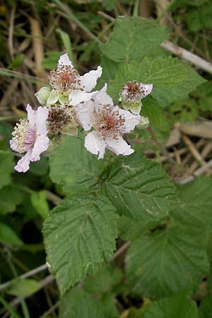 Rubus corylifolius agg. \ Haselblatt-Brombeere / Hazel-Leaved Bramble, Mallorca/Majorca S'Albufera 30.4.2011