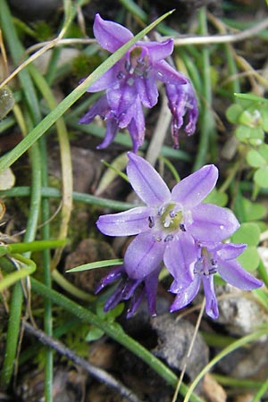 Brimeura fastigiata \ Pouzolz-Hyacinthe / Pouzolz' Squill, Mallorca/Majorca Soller Botan. Gar. 4.4.2012