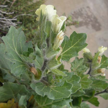 Hyoscyamus albus \ Wei&szlig;es Bilsenkraut / Round-Leaved Henbane, Mallorca/Majorca Palma 13.4.2012